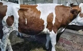 Первый случай болезни крупного рогатого скота с узелковым кожным заболеванием найден в Тунисе