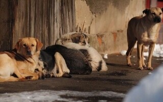 Шестидесятилетний мужчина погиб после нападения бездомной собаки в Махдии, Тунис